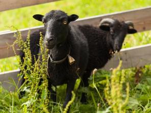 melcherhof-streichelzoo-tiere-9533